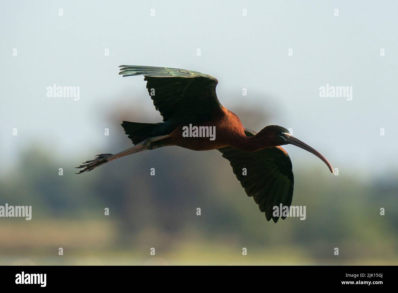 Glossy ibis (Plegadis falcinellus) in flight, Donana National and Natural Park, Andalusia, Spain, Europe Stock Photo
