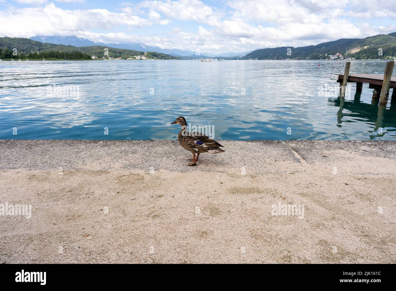 Duck in Front of Lake Wörthersee, Carinthia, Austria Stock Photo