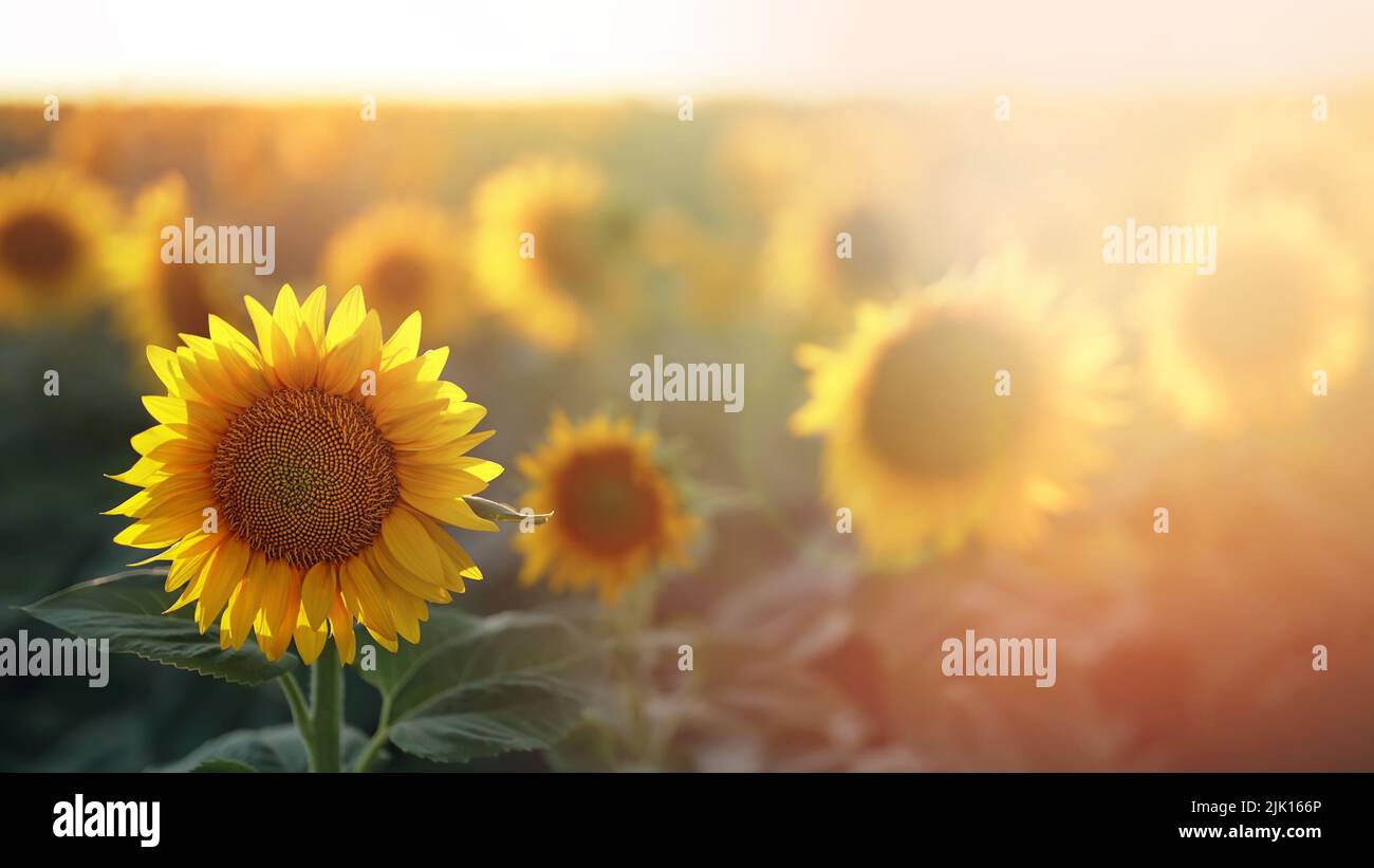 Sunflowers field background. Agriculture, harvest concept. Ukraine is