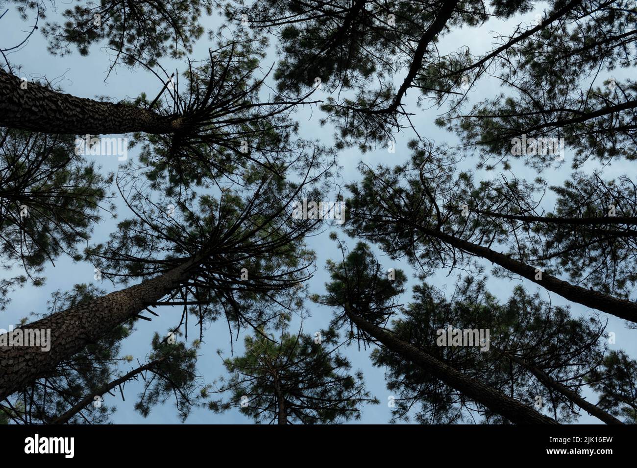 A low angle shot of tall loblolly pine trees under blue sky Stock Photo