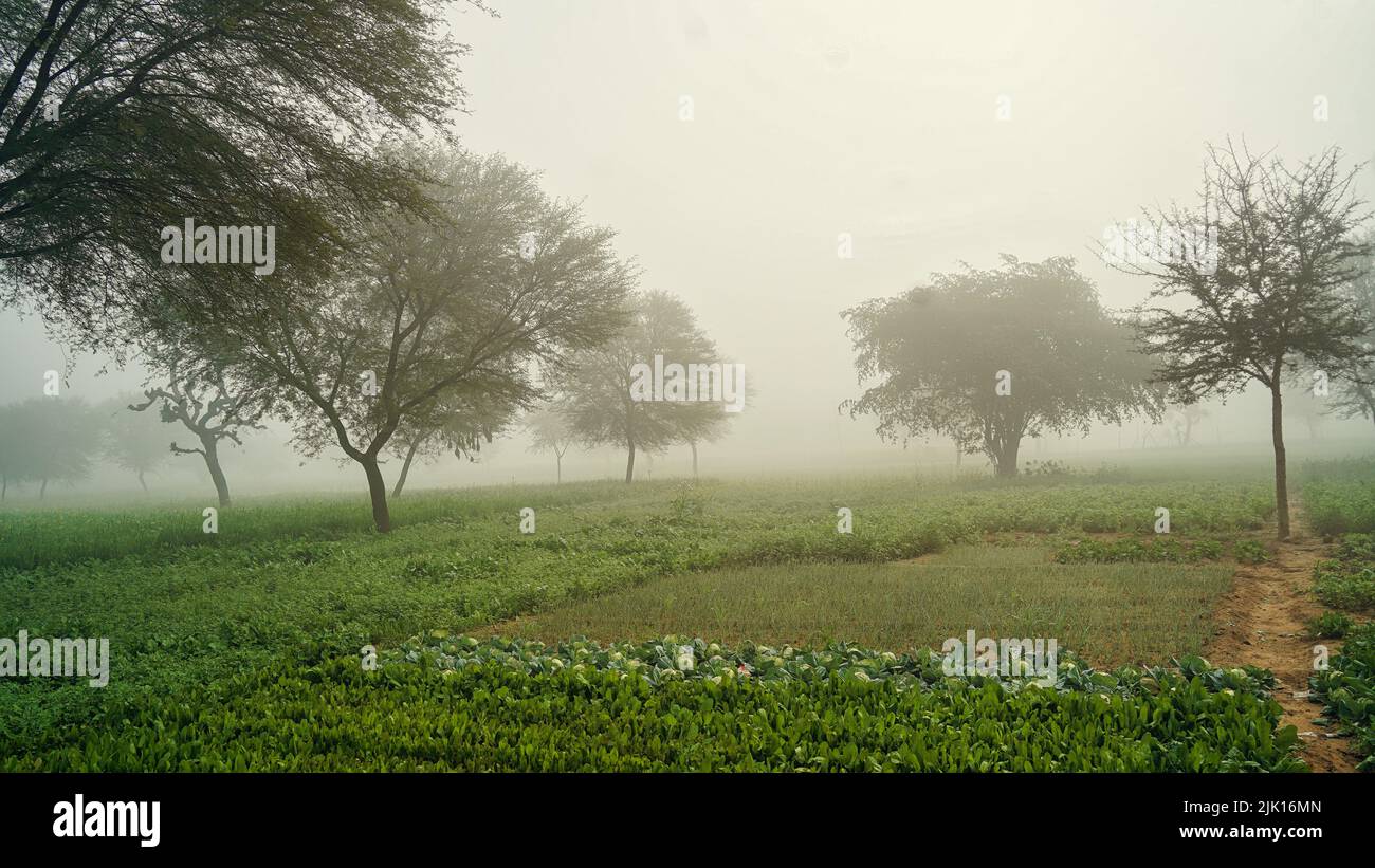 Morning fog over the garden and field. Agriculture and vegetable growing. Healthy food. Winter landscape in the countryside. Stock Photo