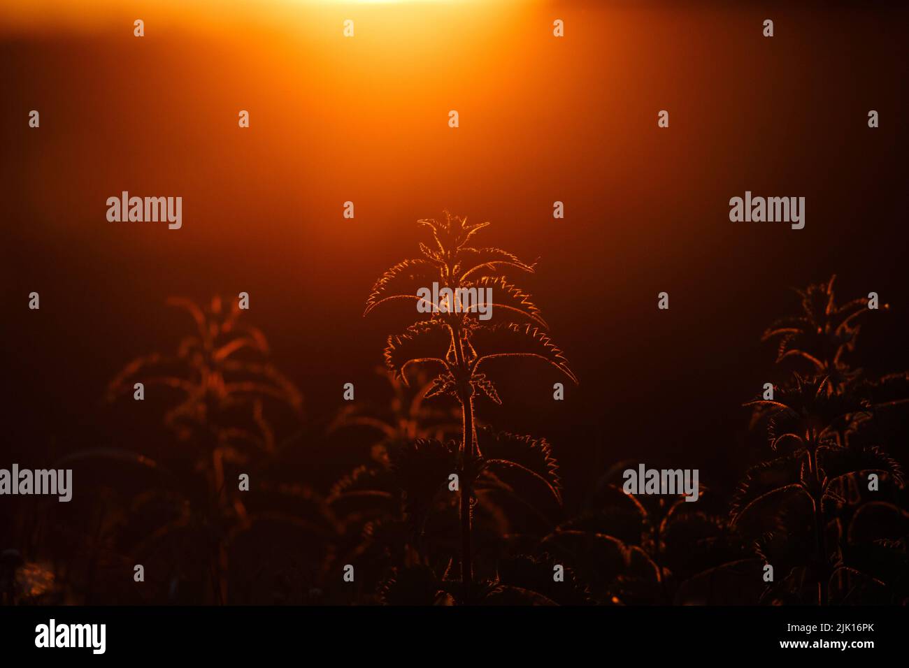 Nettles Stinging nettles glowing in front of the beautiful summer sunset Stock Photo