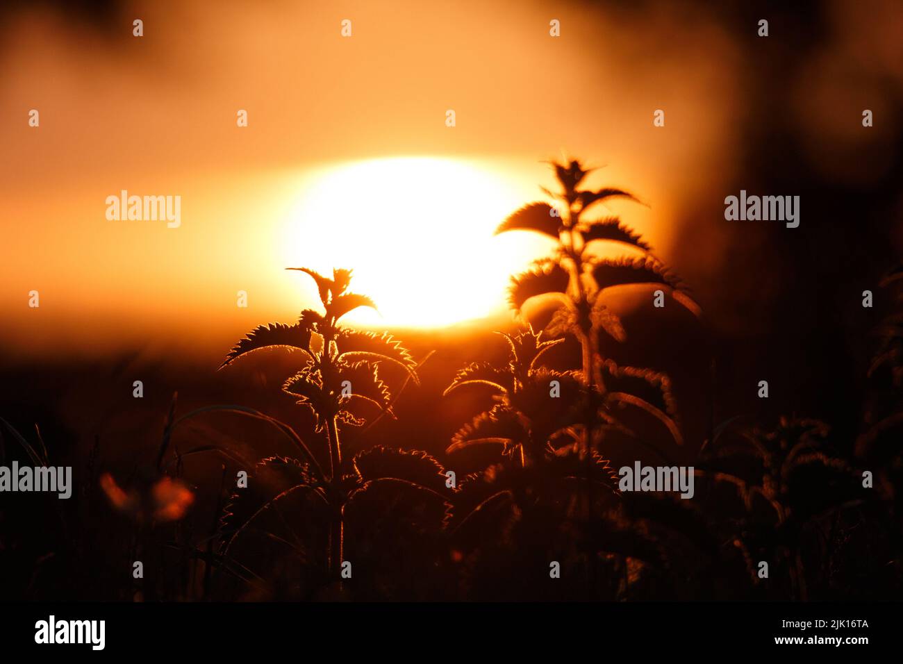 Nettles Stinging nettles glowing in front