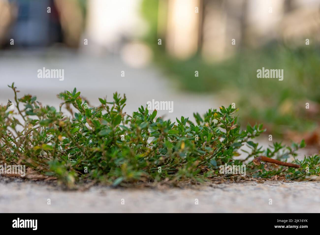Weed on street hi-res stock photography and images - Alamy
