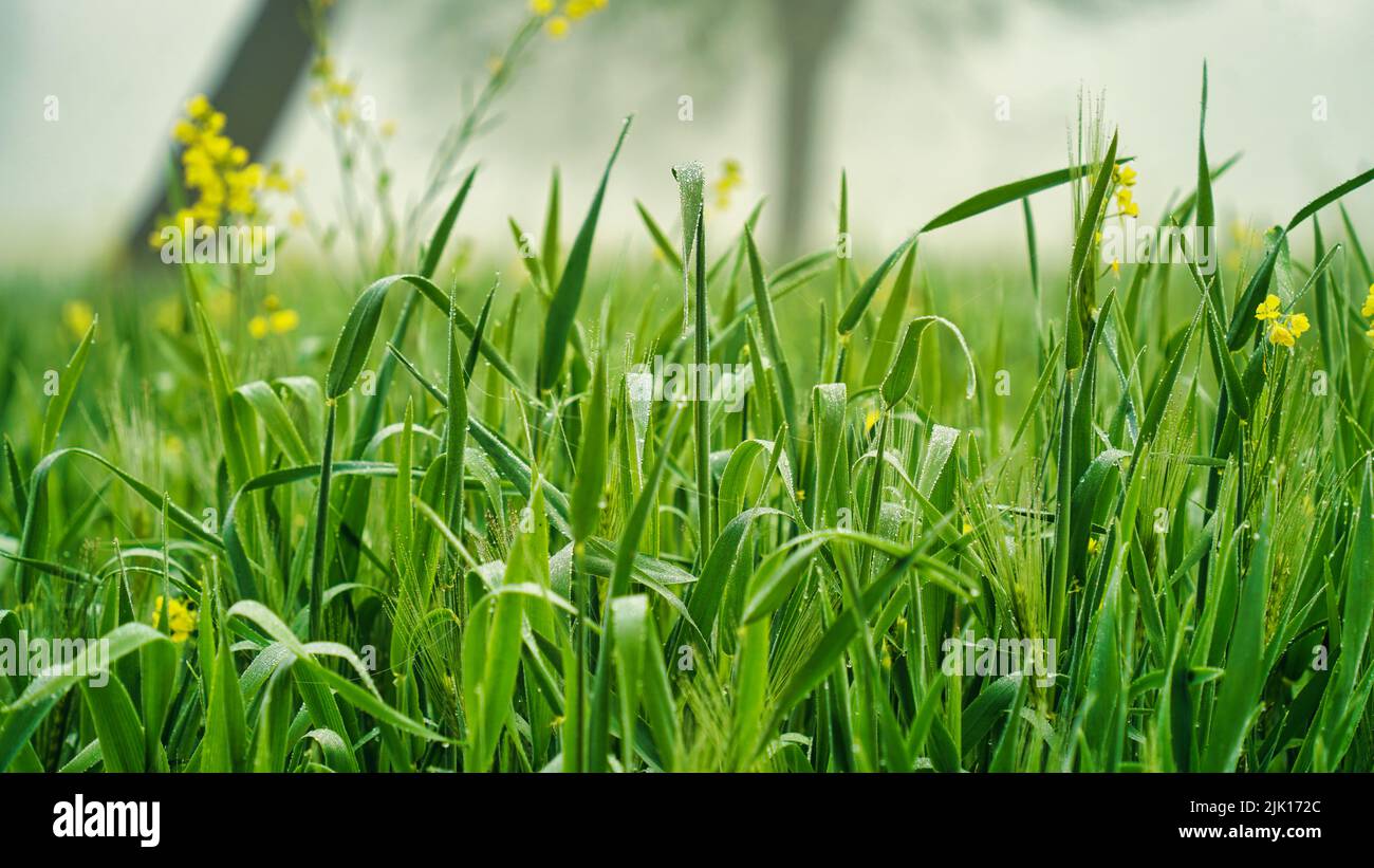 Closeup of water drops on green wheat plants. water drops on the green grass. Stock Photo