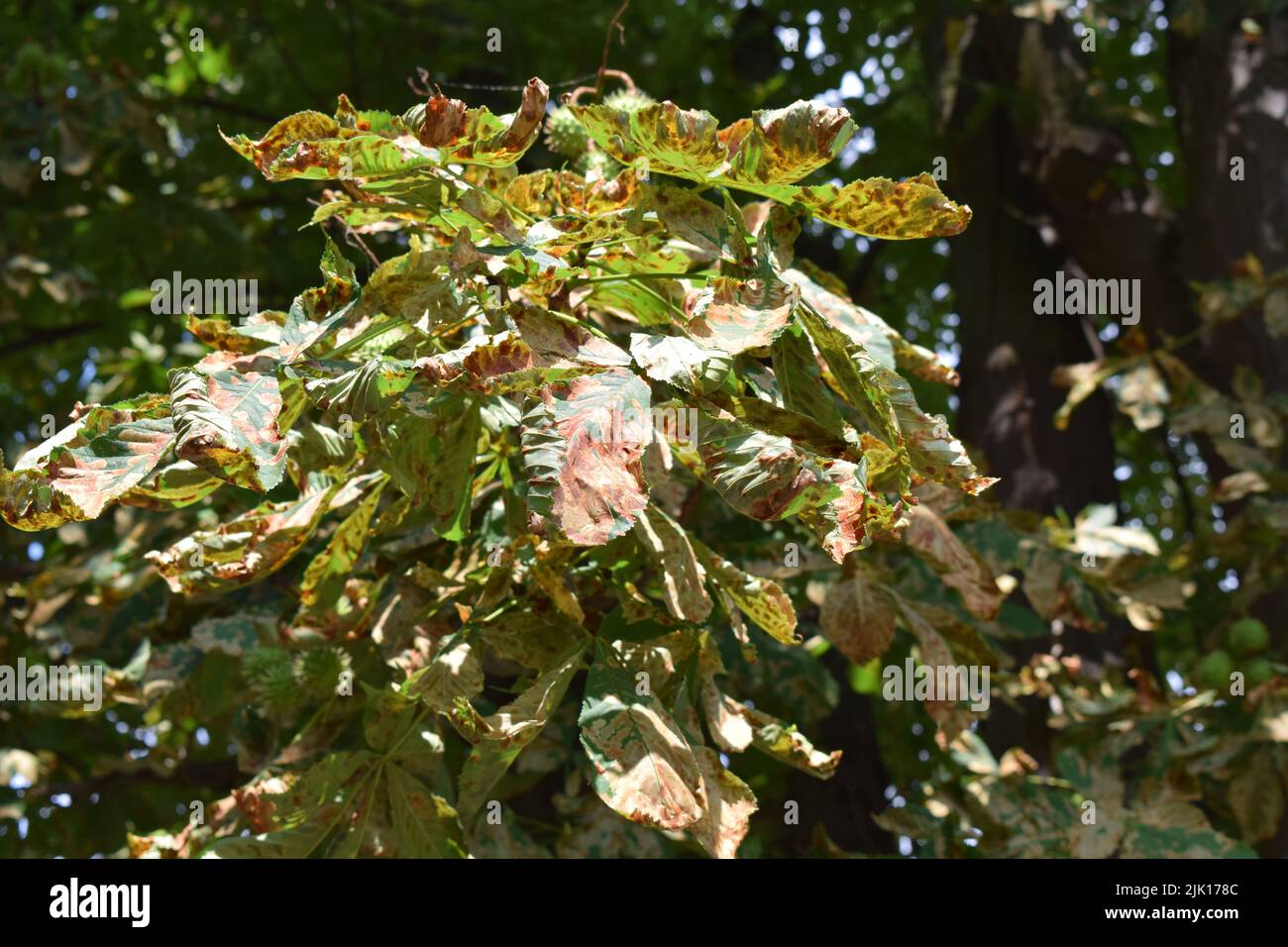 dry walnut leaves Stock Photo