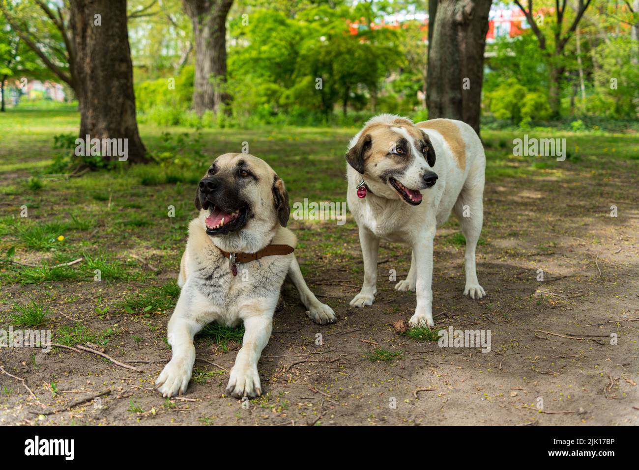 A selective focus shot of an Anatolian Shepherd dog and a mixed breed dog in a park relaxing Stock Photo