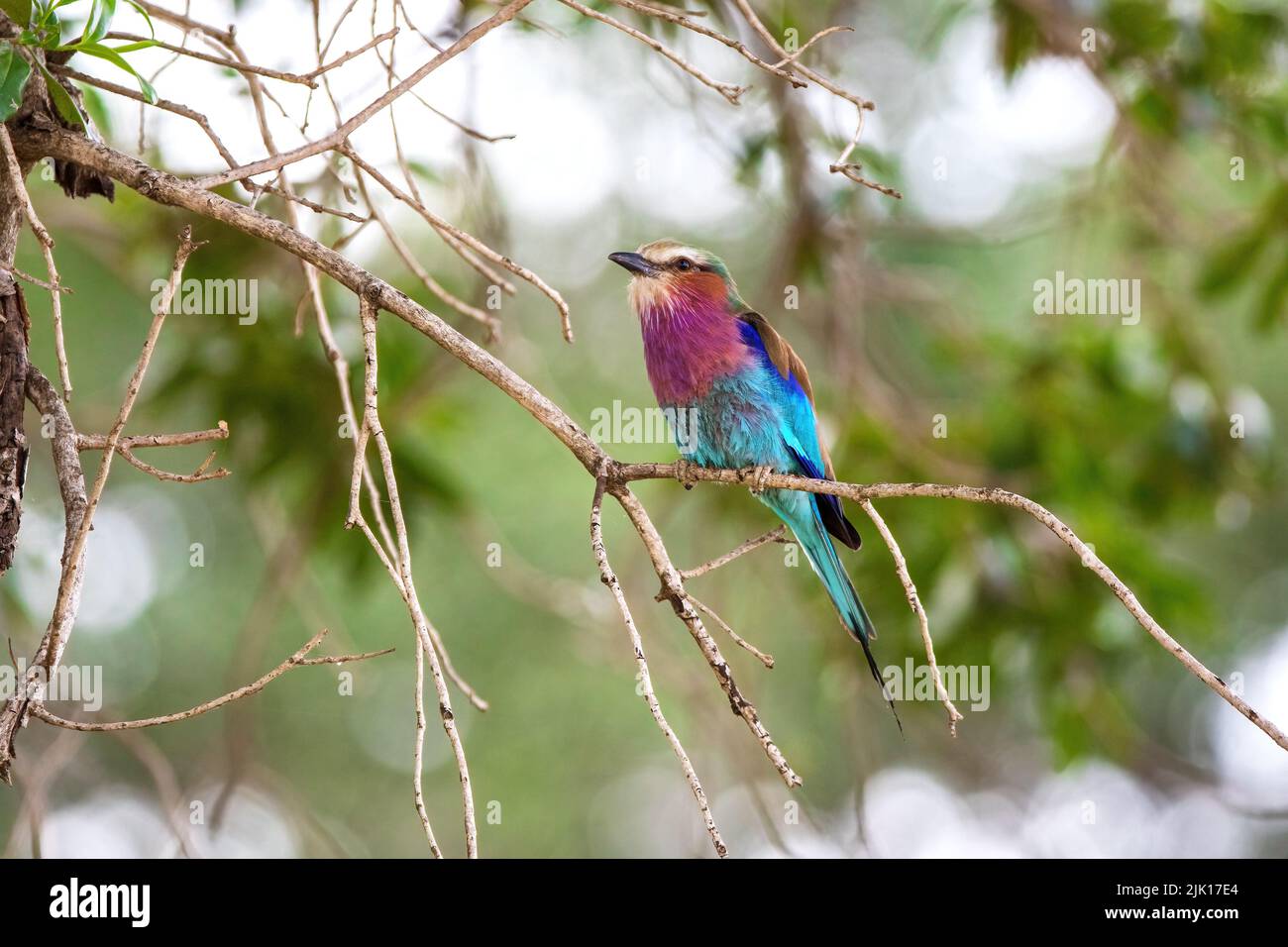 Lilac-breasted roller, coracias caudatus, perched in a tree in the Masai Mara, Kenya. Soft green foliage background. Stock Photo