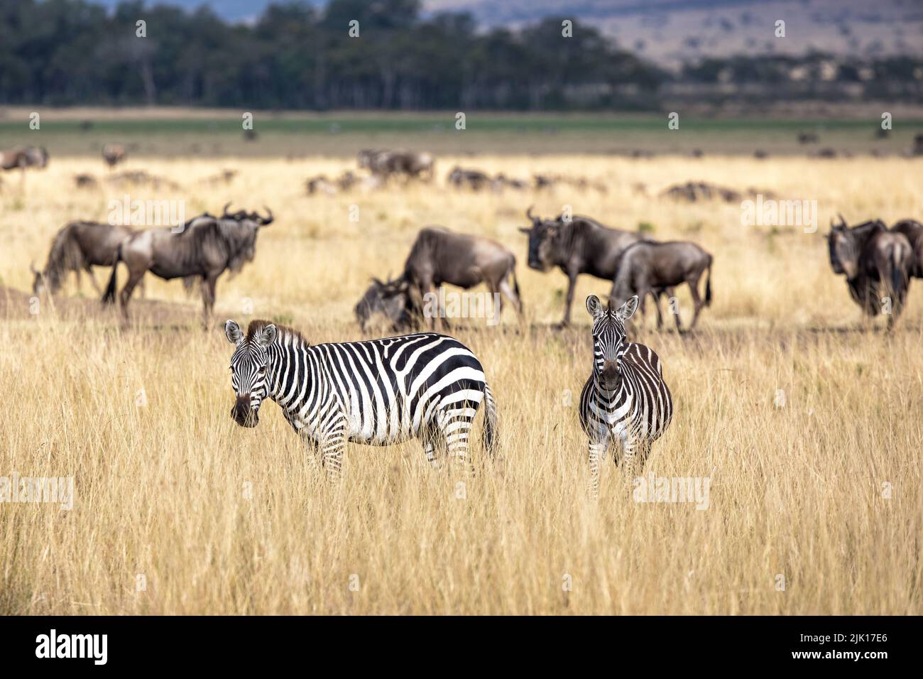 Two zebra and a small herd of wildebeest in the grasslands of the Masai Mara, Kenya. The herds travel into the Mara during the annual great migration, Stock Photo