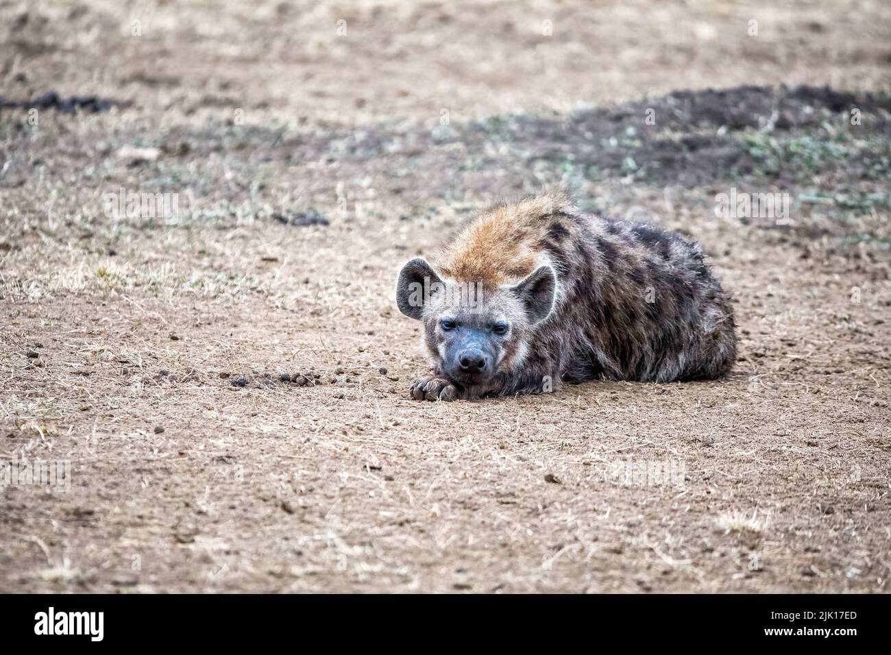 Spotted hyena, crocuta crocuta, resting in the grasslands of the Masai Mara, Kenya. Stock Photo