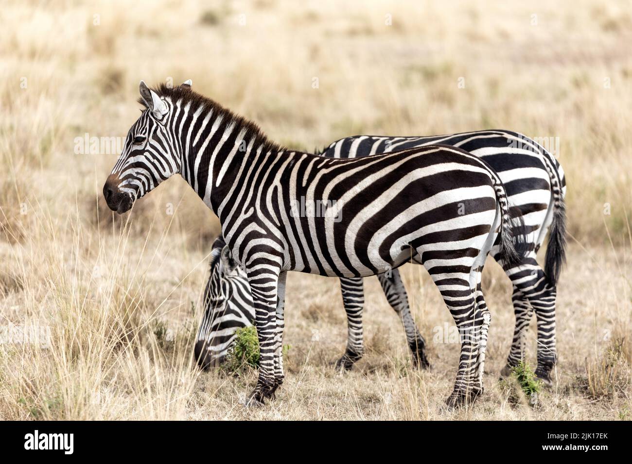 Plains Or Common Zebra Equus Quagga Standing In The Long Grass Of Plains Or Common Zebra Equus Quagga Standing In The Long Grass Of