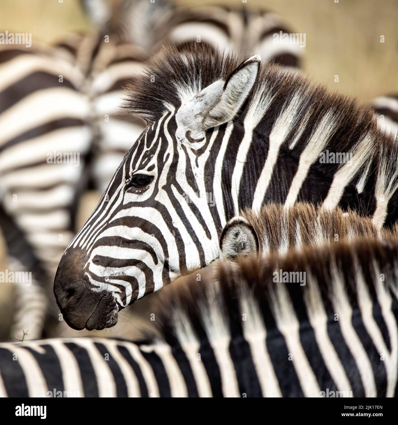 Plains, or common zebra, Equus Quagga, standing in in a small herd in the Masai Mara, Kenya. Side view of face. Stock Photo