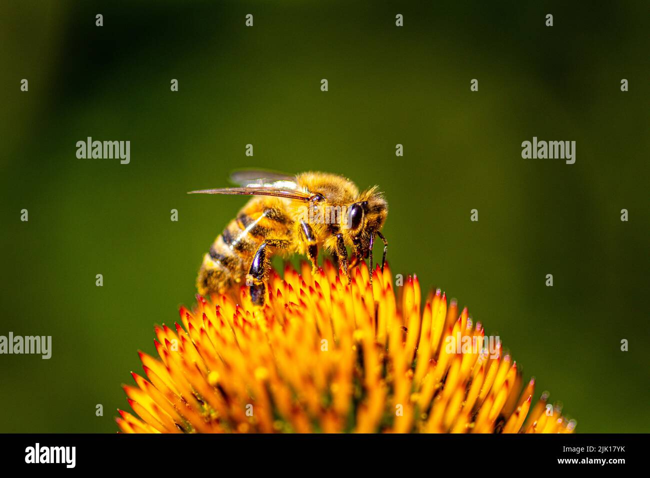 Close up shot of a honey bee covered in pollen from a flower. Stock Photo