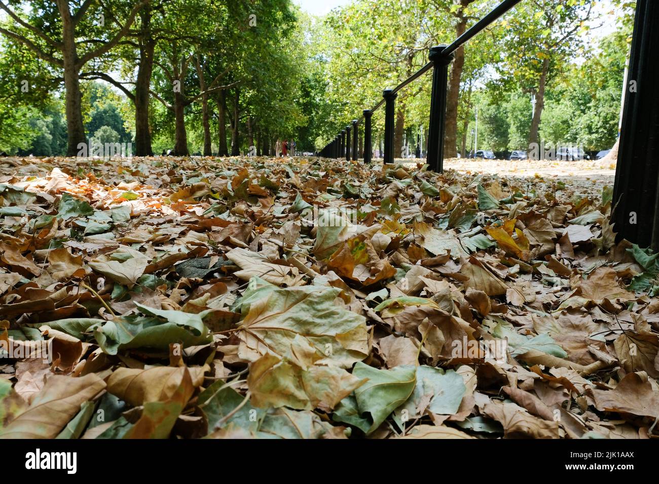St James's Park, London, UK. 29th July 2022. UK Weather: drought warnings for parts of the UK. Very early leaf fall in St James's Park, London. Credit: Matthew Chattle/Alamy Live News Stock Photo