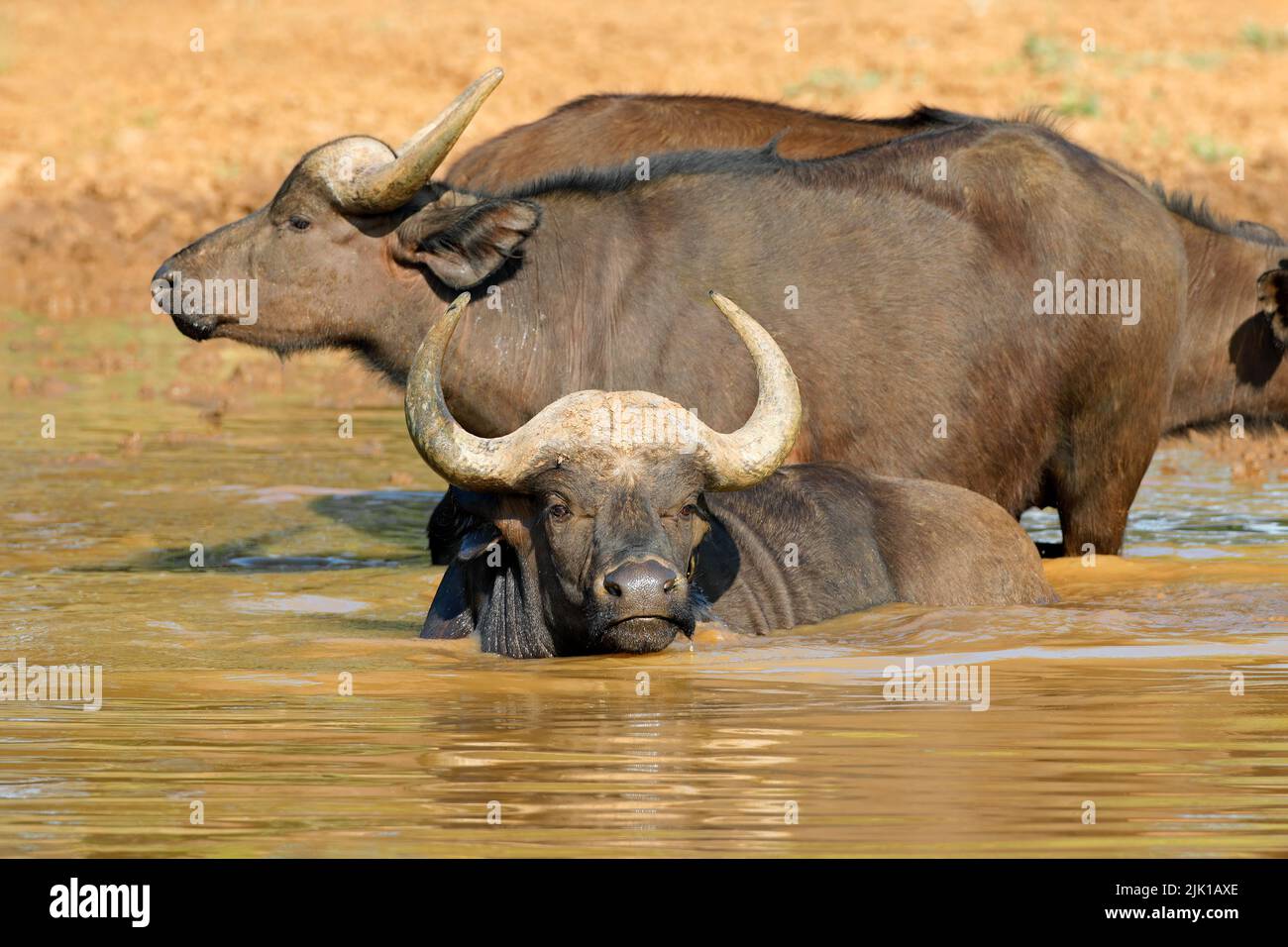 African buffaloes (Syncerus caffer) in wading in water, Mokala National Park, South Africa Stock Photo