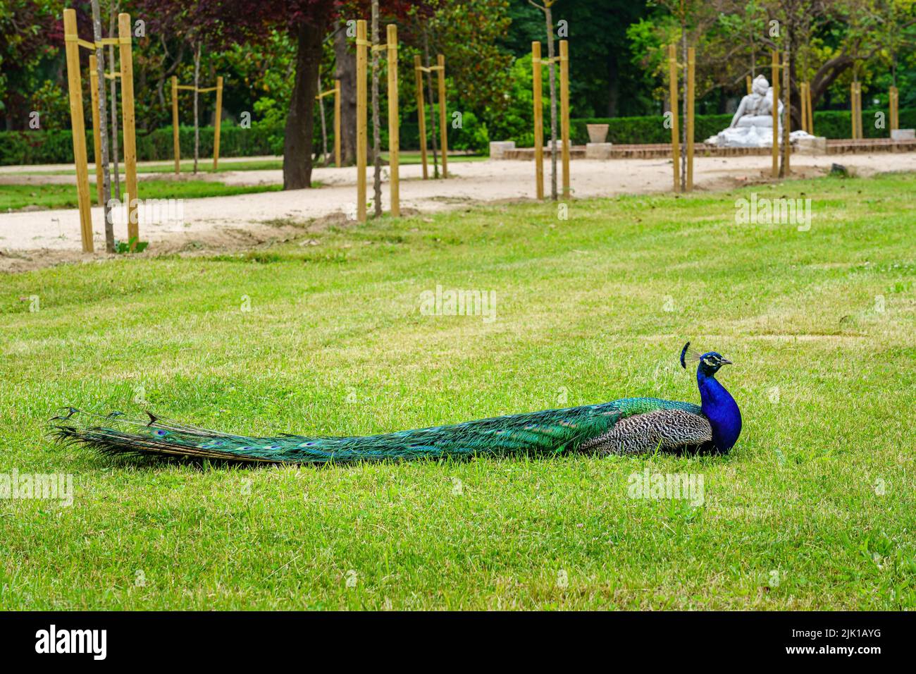 Peacock lying in the green grass of a public park. Aranjuez Stock Photo ...