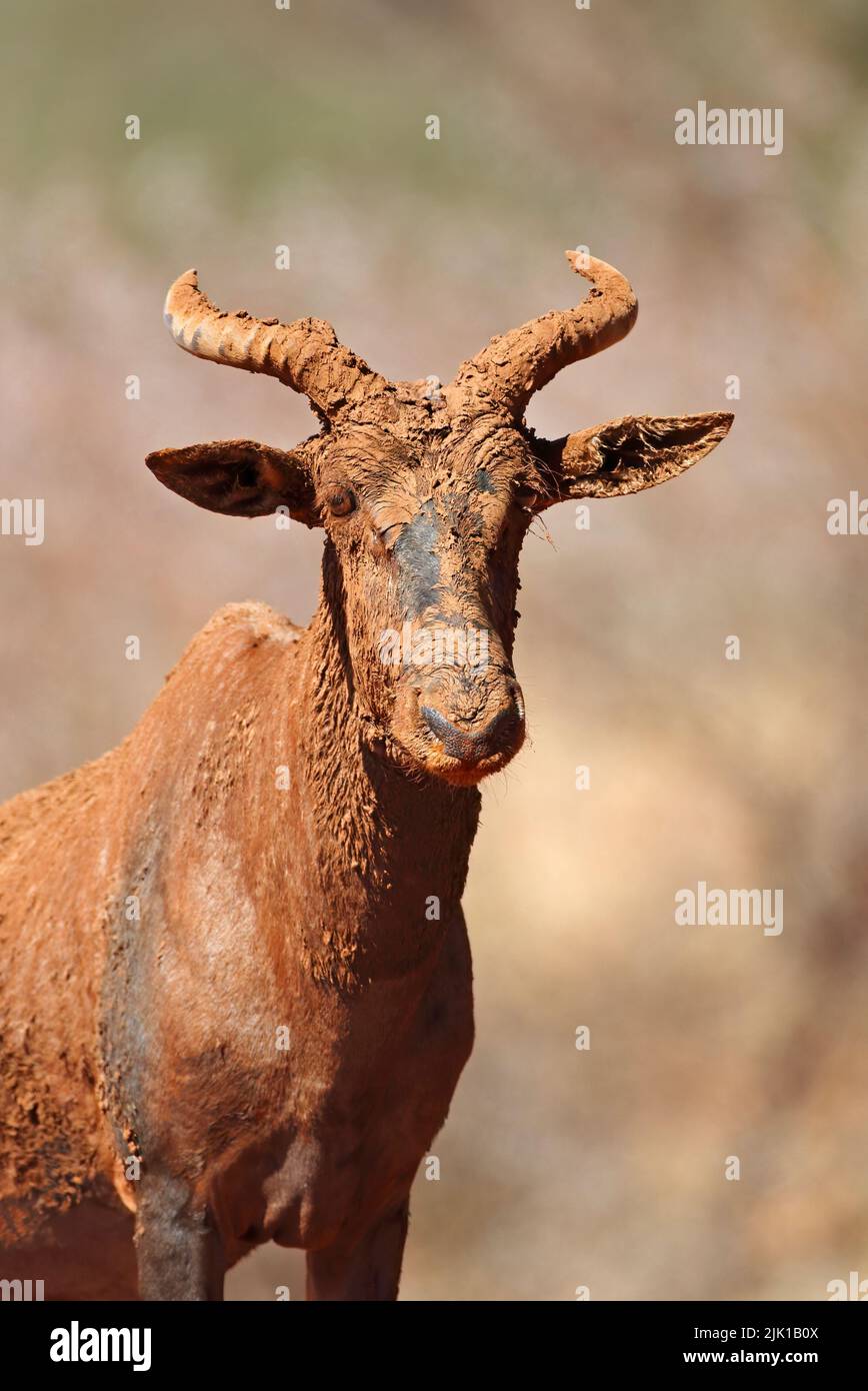 Portrait of a tsessebe antelope (Damaliscus lunatus) covered in mud, Mokala National Park, South Africa Stock Photo