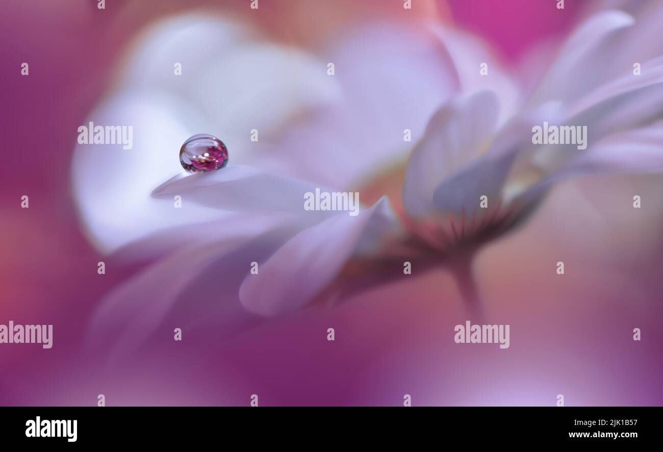 Beautiful Macro Photo.Colorful Flowers.Art Design.Magic Light.Close up Photography.Conceptual Abstract Image.Violet and White Background.Water Drop. Stock Photo