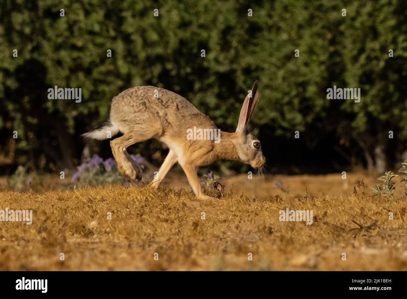 Cape hare (Lepus capensis) Stock Photo