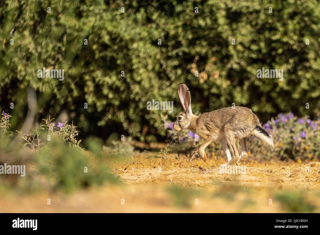 Cape hare (Lepus capensis) Stock Photo