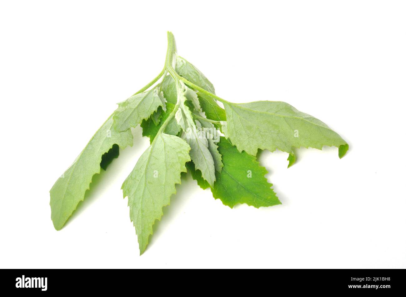 Atriplex hortensis, Chenopod on a white background Stock Photo