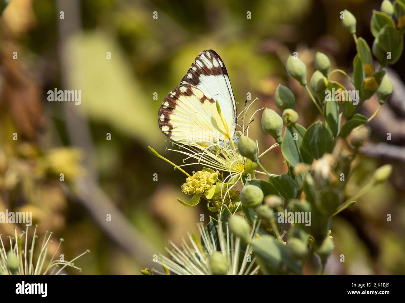 The Common White is one of the most common and widespread butterflies in East Africa. This one is attracted to the flowers of a Capparis bush Stock Photo