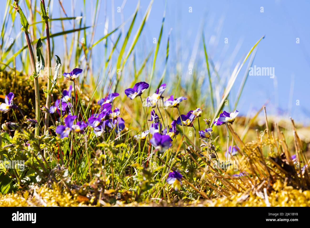Purple pansies growing on the grass roof of a traditional Norwegian farm hut at Breng Seter on the shores of Lake Lovatnet.  Olden, Norway Stock Photo