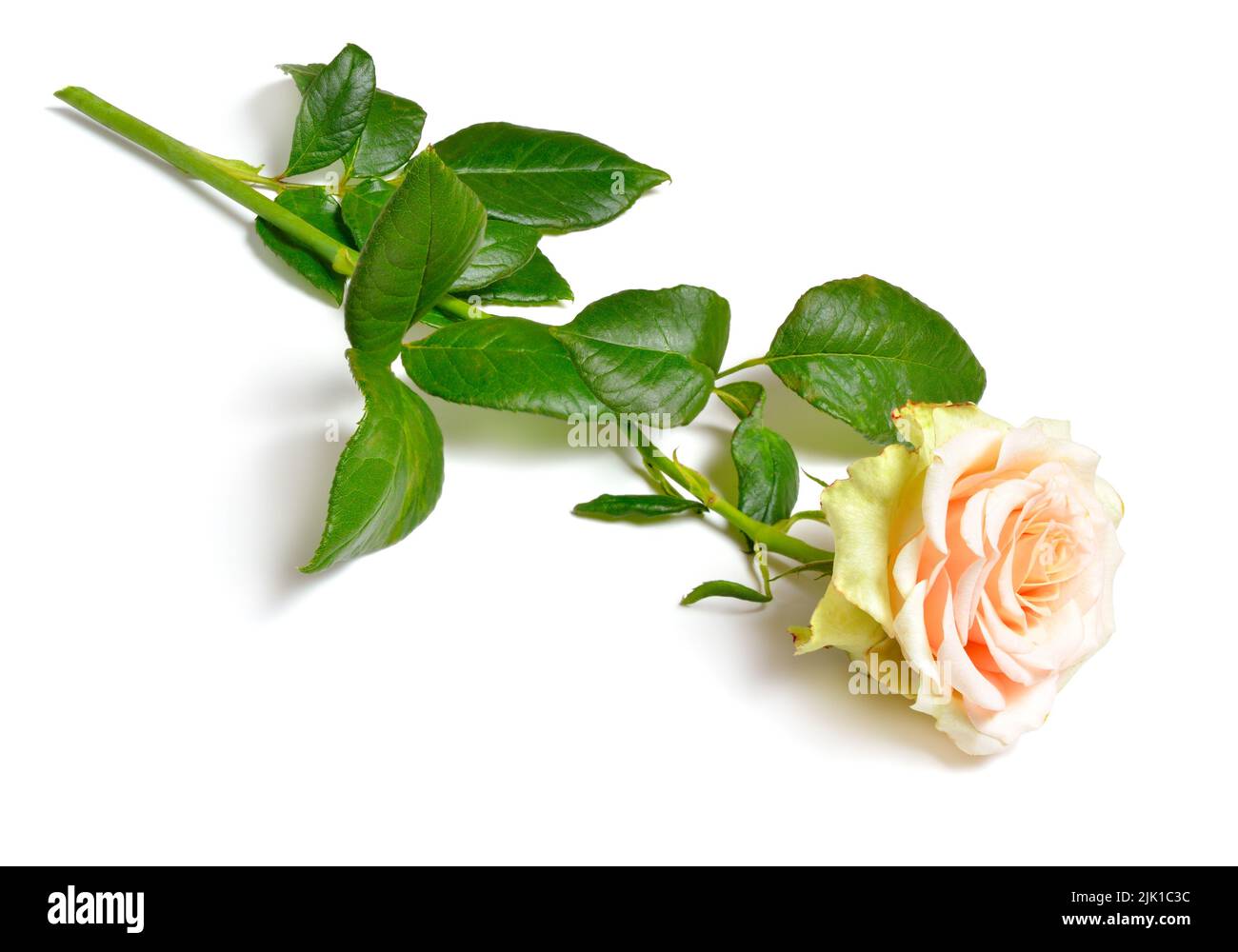 Light Pink or salmon rose. Isolated on white background. Full dept of field. Stock Photo