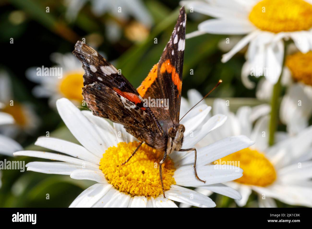 Red admiral butterfly (Vanessa atalanta) feeding on a flower in the summer sunshine.  Sussex, UK Stock Photo