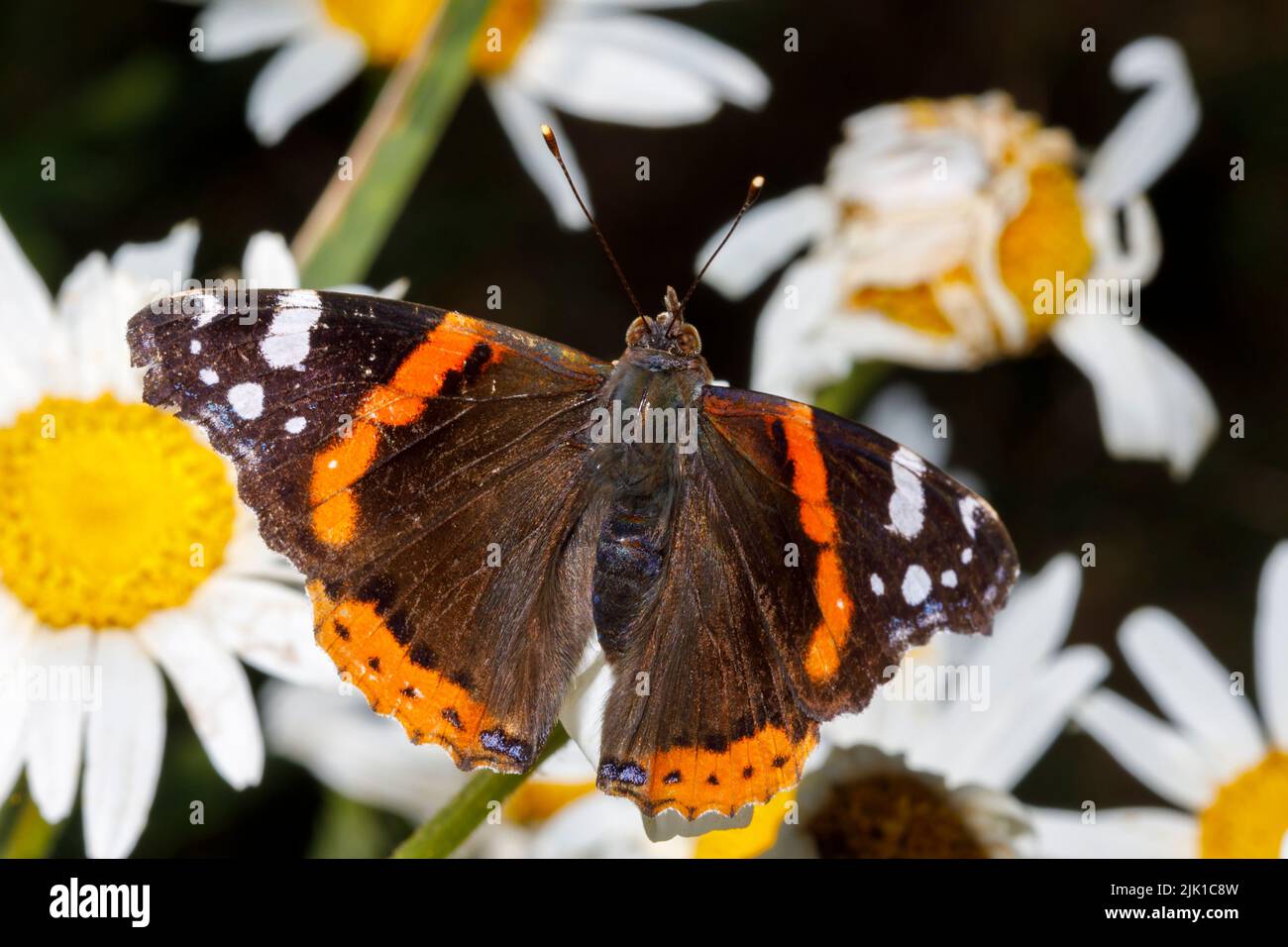 Red admiral butterfly (Vanessa atalanta) feeding on a flower in the summer sunshine.  Sussex, UK Stock Photo