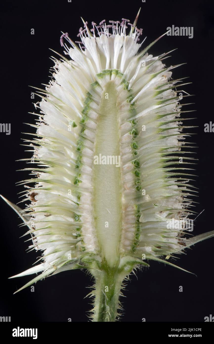 White willd teasel (Diposacus fullonum) section through flower head with narrow vacant central belt with flowers opening above and below, July Stock Photo