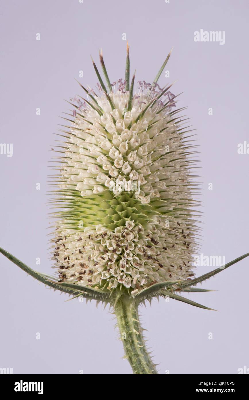 White willd teasel (Diposacus fullonum) flower head with narrow central belt with flowers opening above and below, July Stock Photo