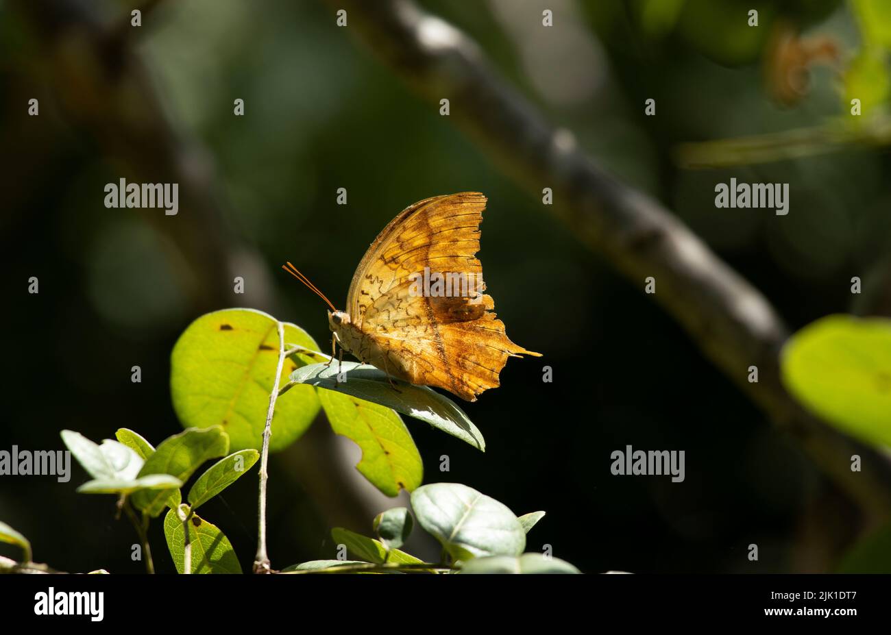 The underwing of the Pearl Charaxes provides superb camouflage when they are at rest, looking like a dead leaf. The hindwing also has a single 'tail' Stock Photo