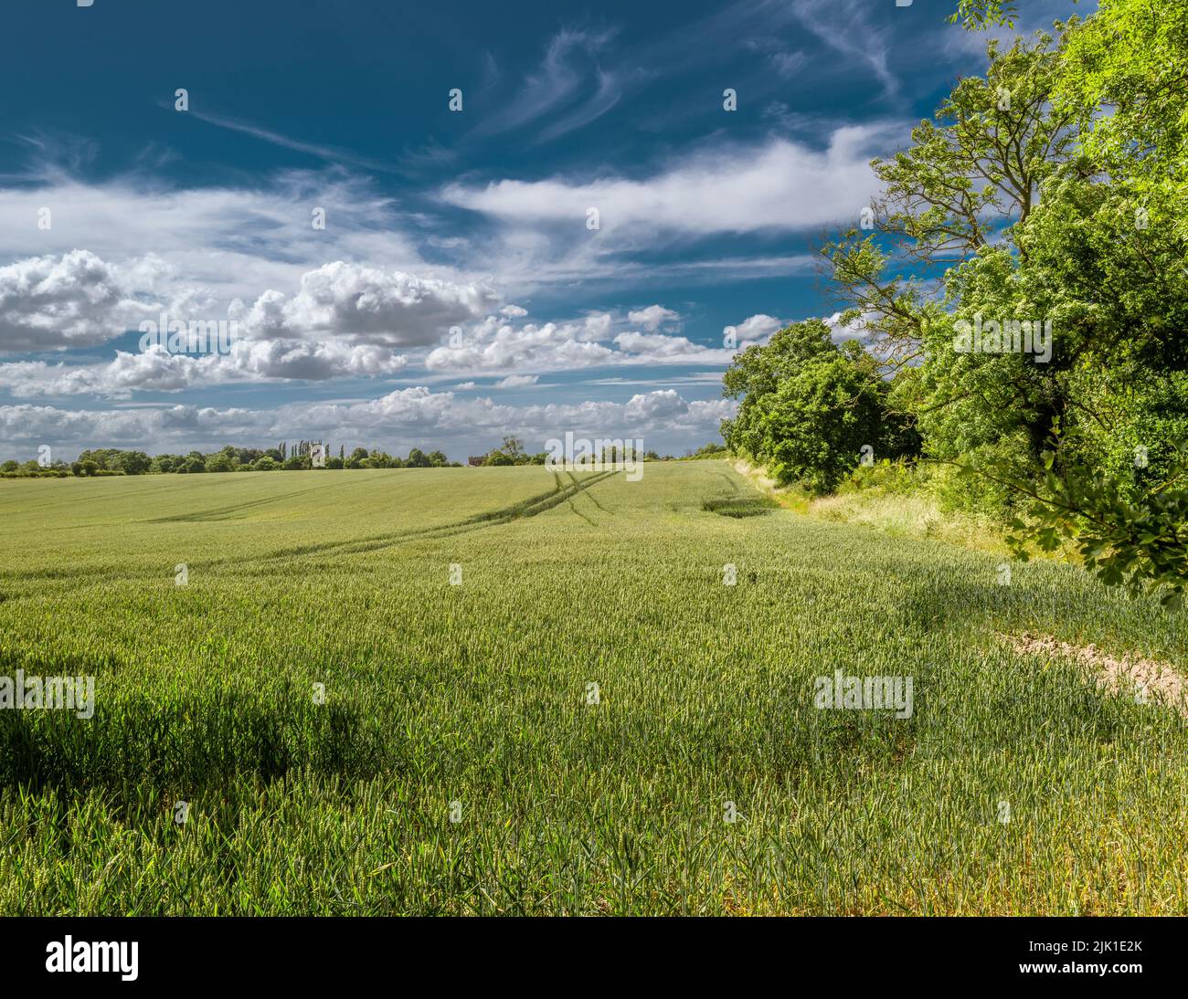 View across a wheat field to a village church. Stock Photo