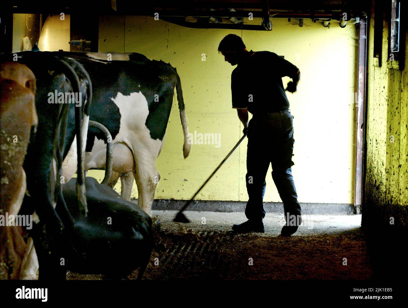 Farmer by his cows dairy cows in the barn Stock Photo - Alamy