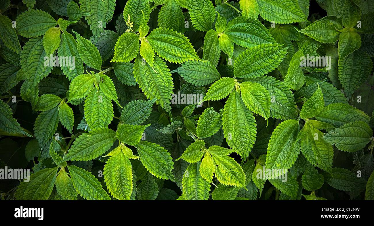 Green leaves closeup view making a eco friendly background. Stock Photo