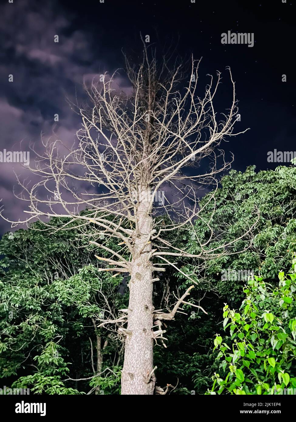 Dry out tree night time view with clouds. Stock Photo
