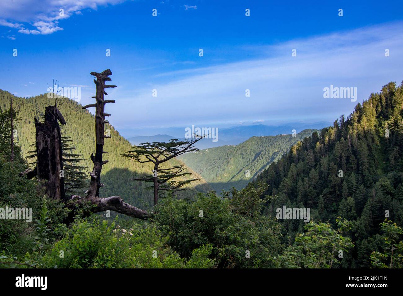Green valley of mountains with unique tree and blue sky. Stock Photo