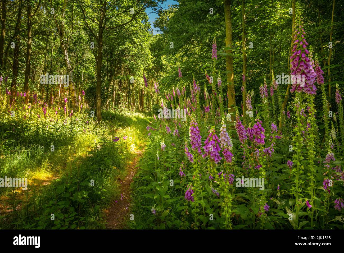 Foxgloves in a Norfolk woodland glade. Stock Photo