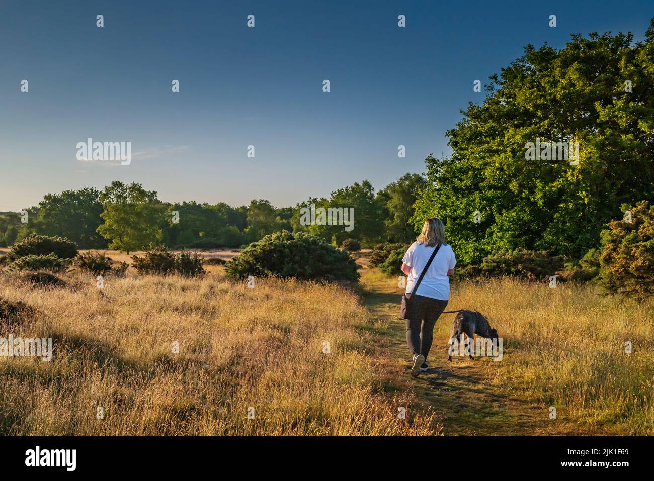 Walking the dog on common land. Stock Photo