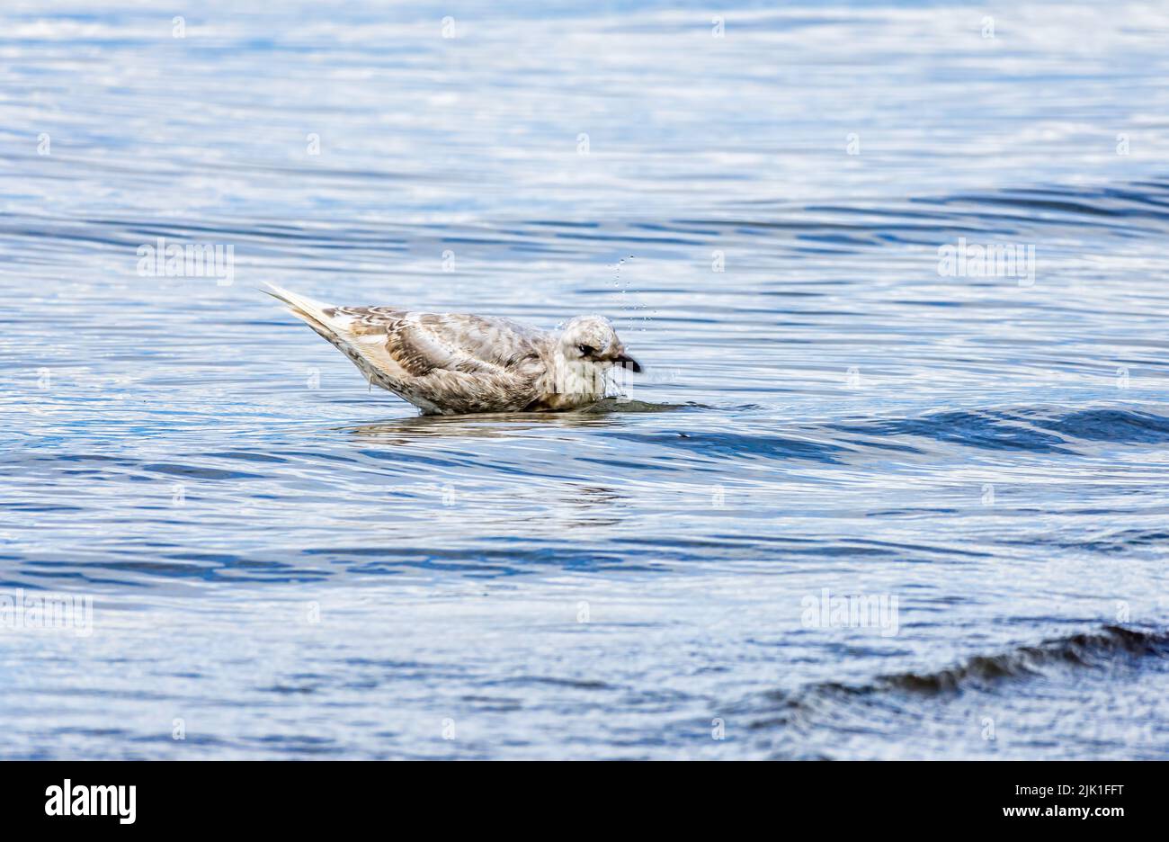 A bathing seagull shakes off water droplets at Dash Point, Washington. Stock Photo