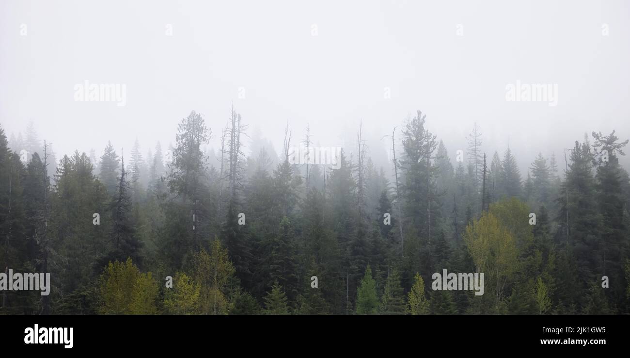 Green Trees in Foggy and Misty Rain Forest. Mullan Road Historical Park