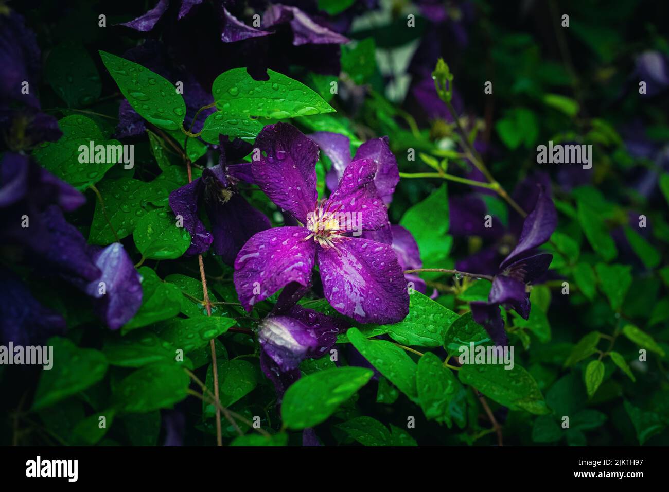 A closeup of a Clematis viticella or Italian leather flower with lush green leaves Stock Photo