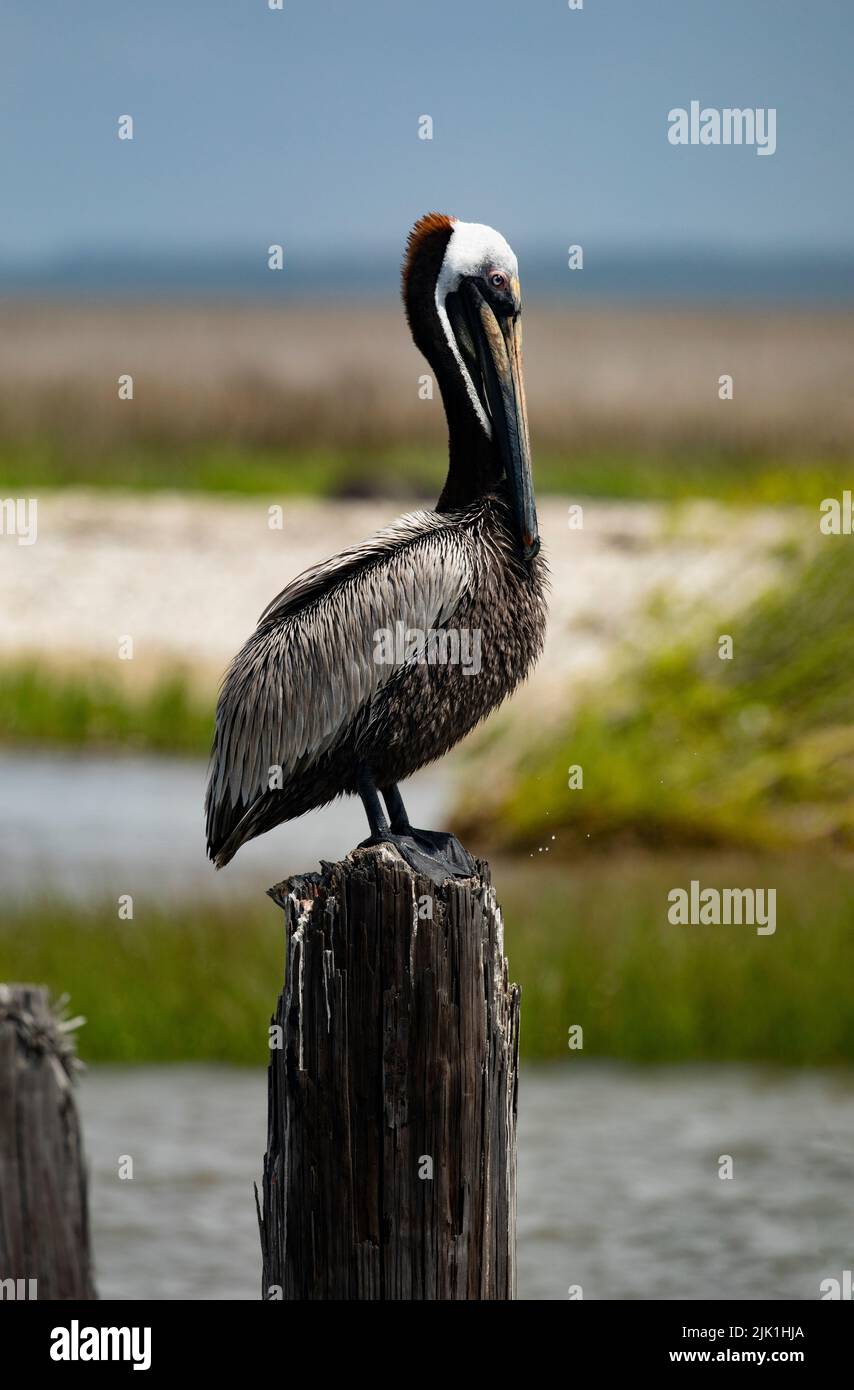 Beautiful Brown Pelican in breeding plumage perched on wood piling at Cedar Point Pier in Mobile Bay, Alabama, United States Stock Photo