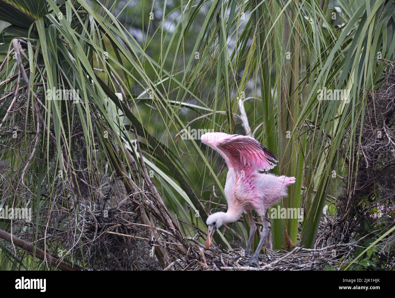 Pale pink of Roseate Spoonbill chick  standing in its nest in a Florida rookery is spring brightness in its natural environment Stock Photo