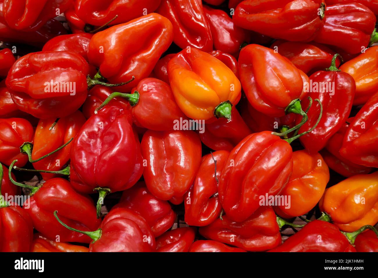 Stack of red habanero chilis (Capsicum chinense) on a market stall. Stock Photo