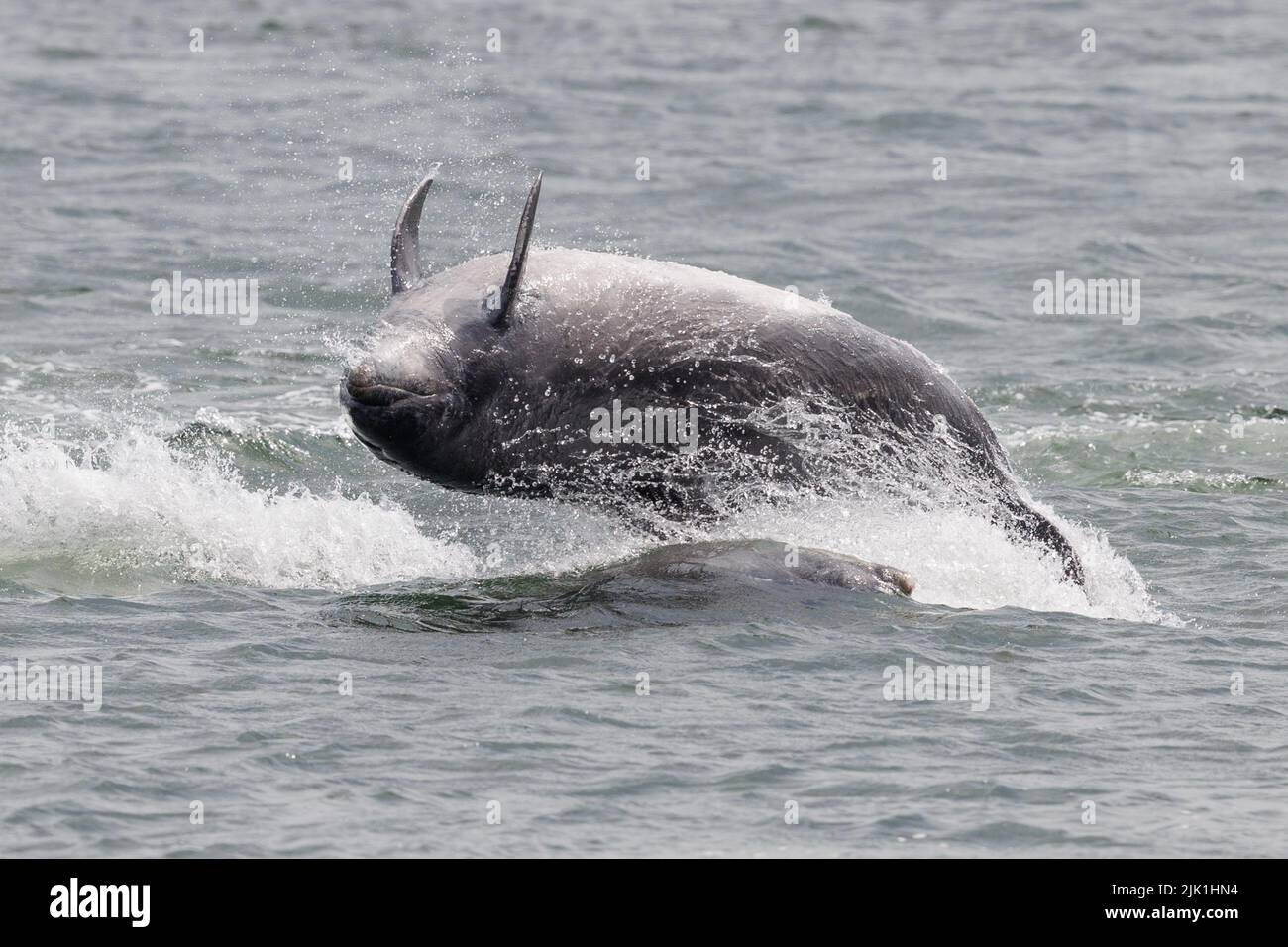 Bottlenose dolphin. Moray Firth. Scotland. 2022. Stock Photo