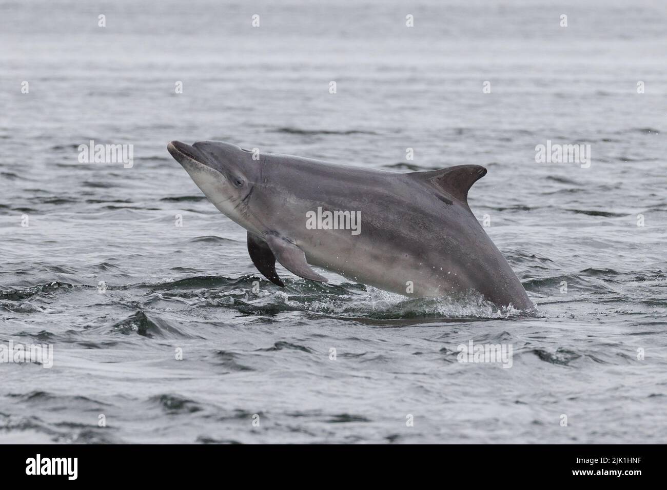 Bottlenose dolphin. Moray Firth. Scotland. 2022. Stock Photo