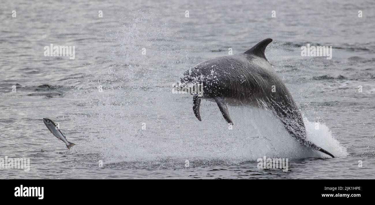 Bottlenose dolphin. Moray Firth. Scotland. 2022. Stock Photo