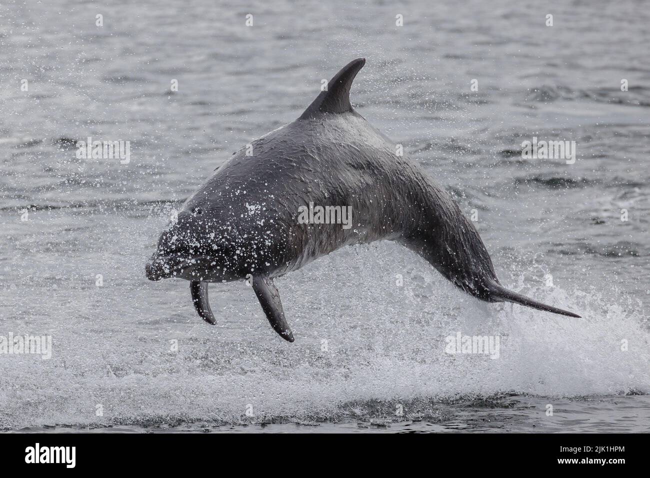 Bottlenose dolphin. Moray Firth. Scotland. 2022. Stock Photo